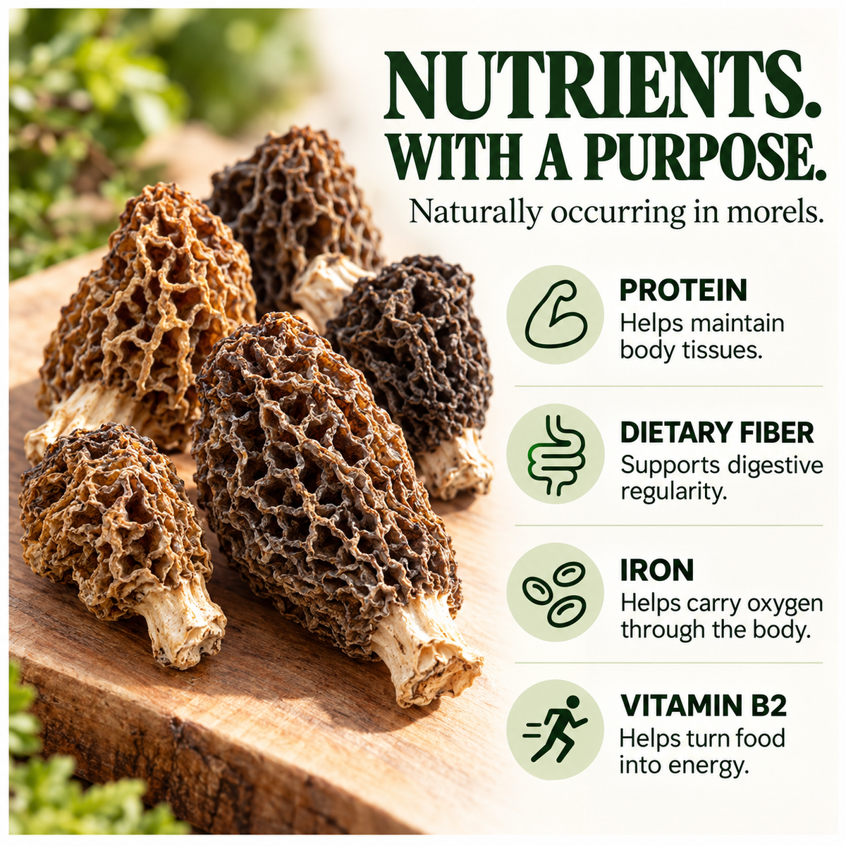 Dried Wild Morel Mushrooms – Hand-Harvested in the Himalayas-Hugh